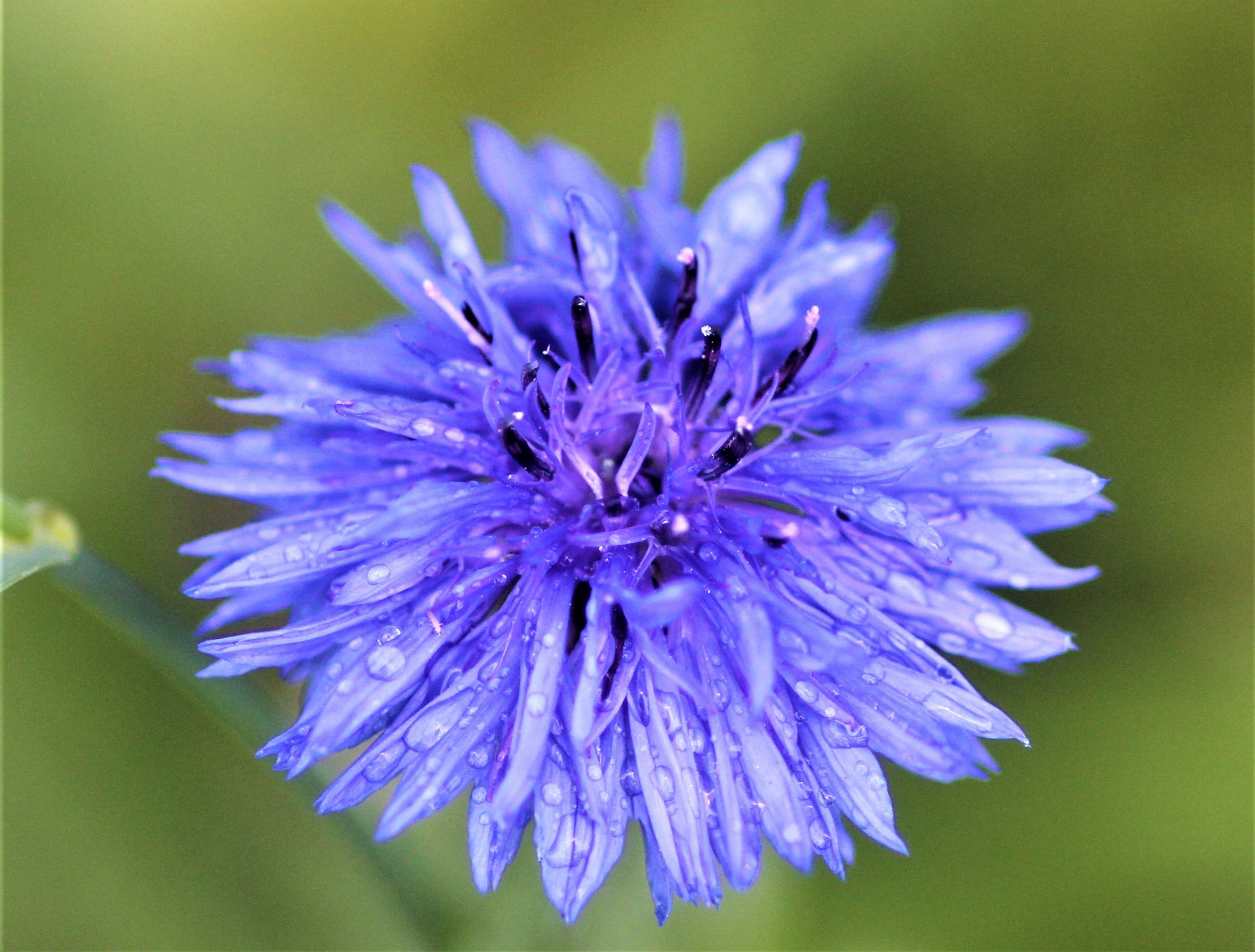 Globulaire à feuilles en cœur